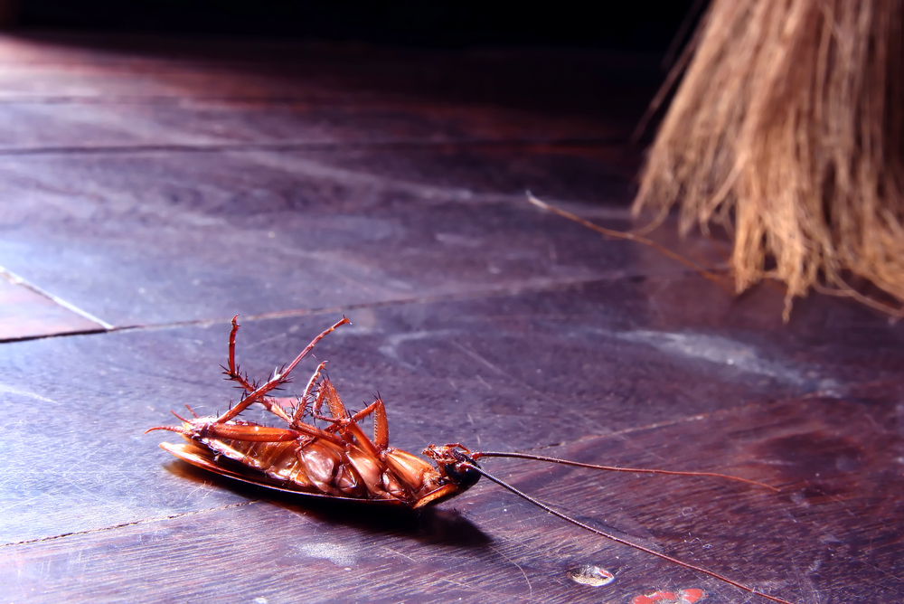 Как избавиться от тараканов — ТОП 5 методов