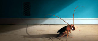 Продолжительность жизни домашнего таракана