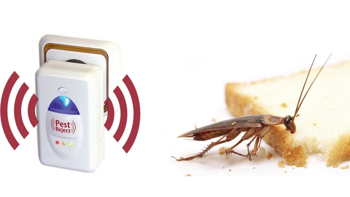 Помогает ли ультразвук от тараканов