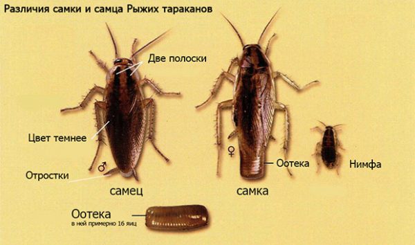 Как размножаются тараканы?