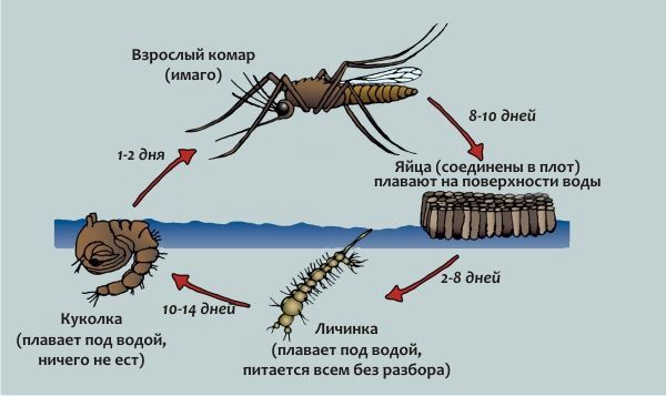 Сколько живет комар: самец или самка после укуса