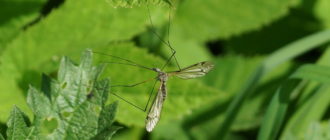 Комар долгоножка — видовые особенности рода Tipulidae