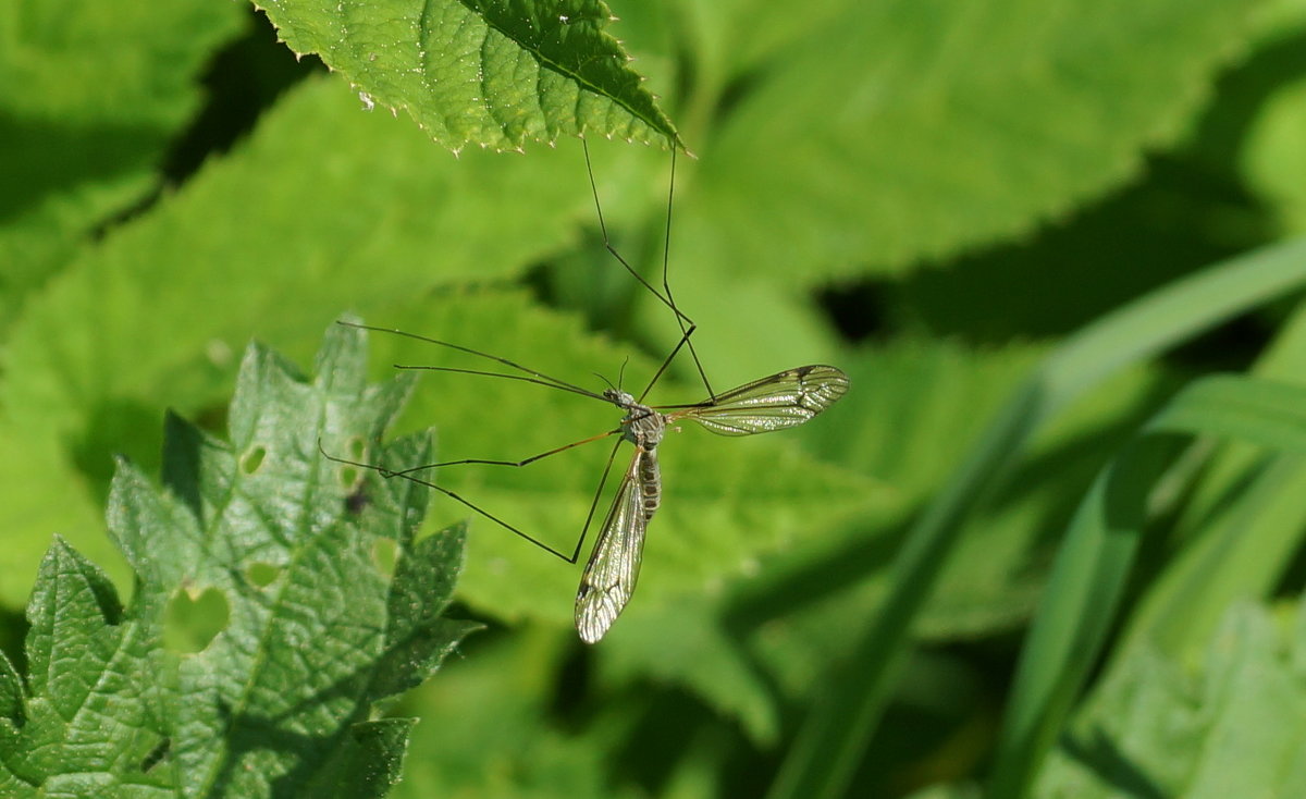 Комар долгоножка — видовые особенности рода Tipulidae