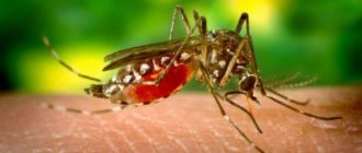 Малярийный комар – насколько это опасно?