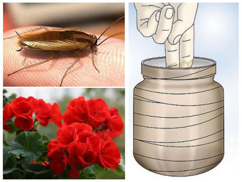 Народные средства от тараканов: простые и эффективные средства борьбы