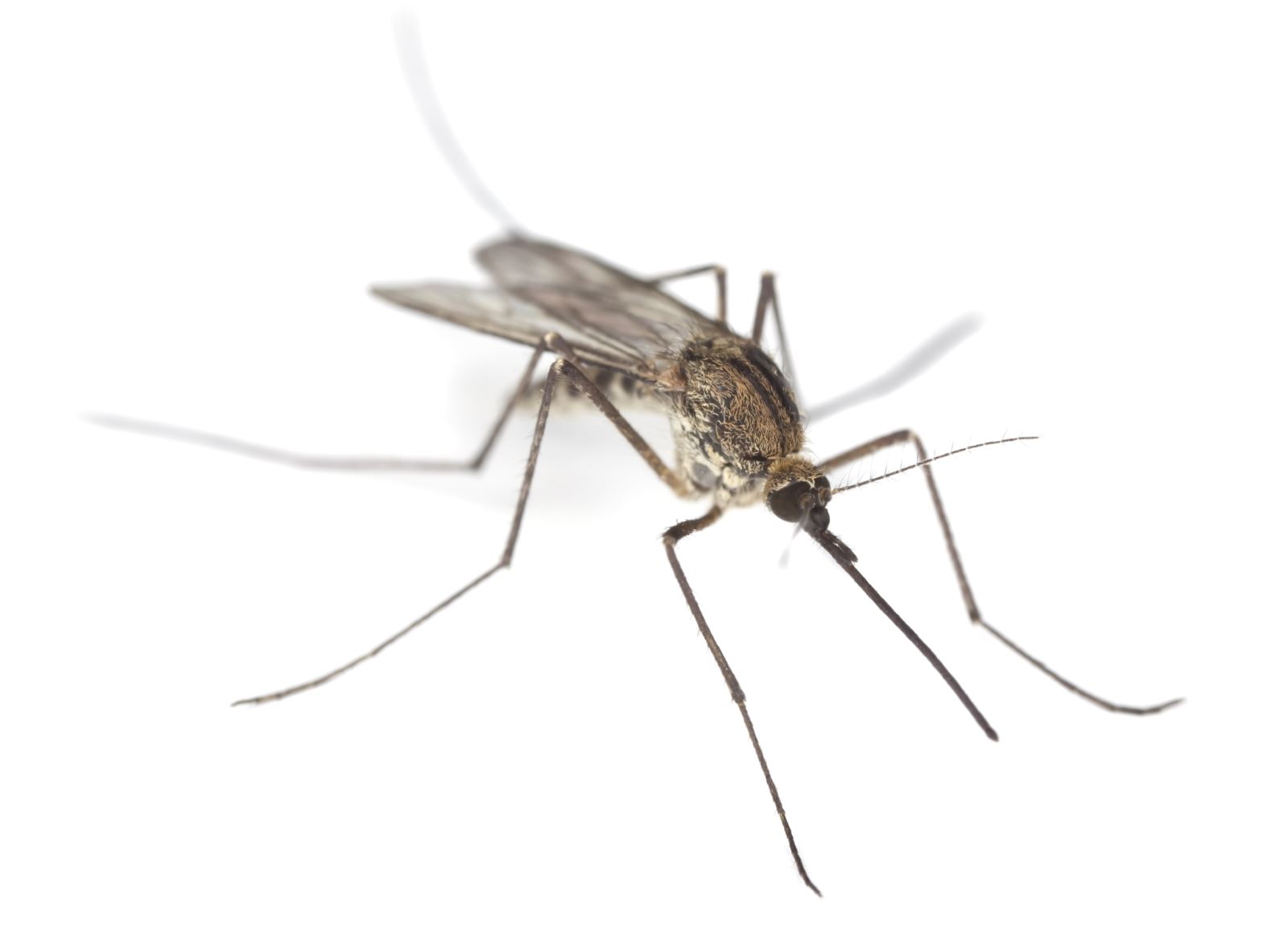 Как избавиться от комаров — все возможные методы
