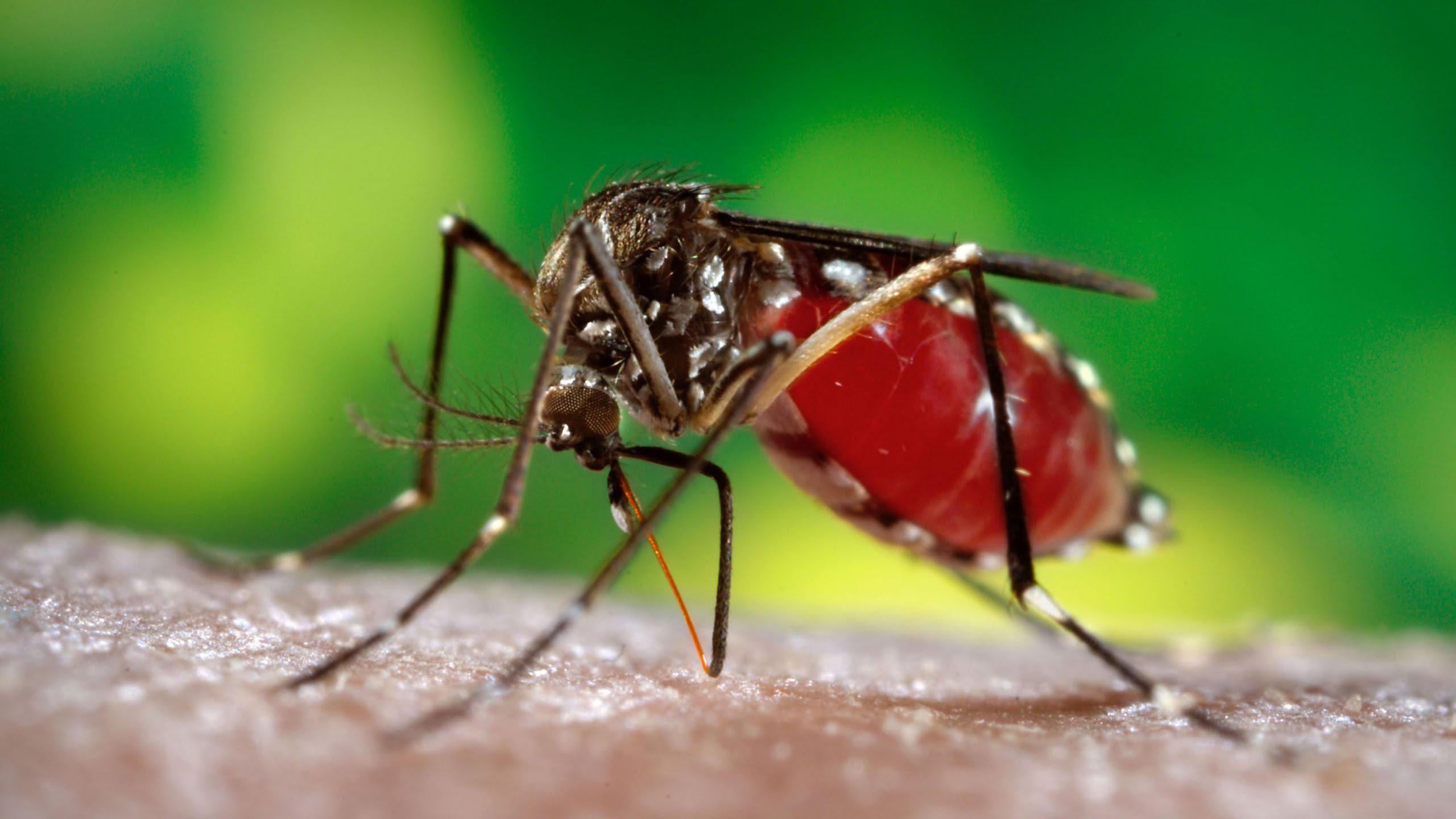 Укус комара: как оперативно помочь детям и взрослым?