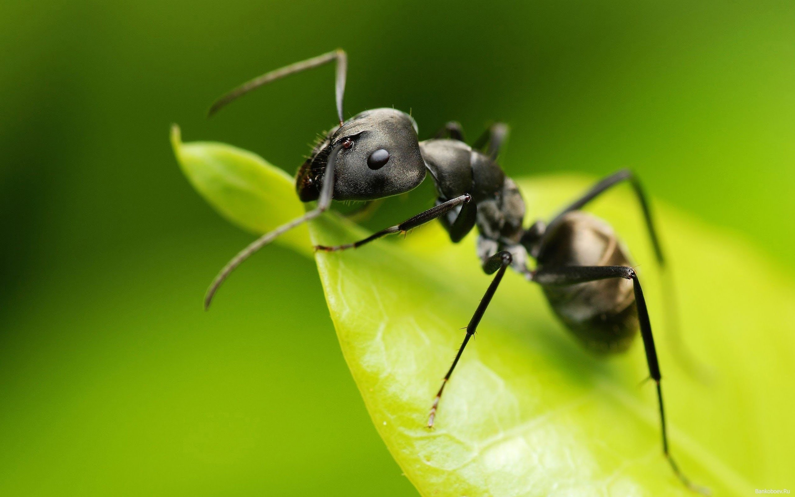 Сколько живет муравей — самки, самцы, рабочие