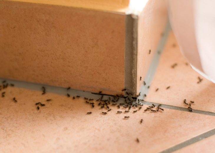 Как избавиться от муравьев в квартире и доме