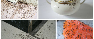Как избавиться от муравьев в квартире: лучшие методы – от народных до традиционных