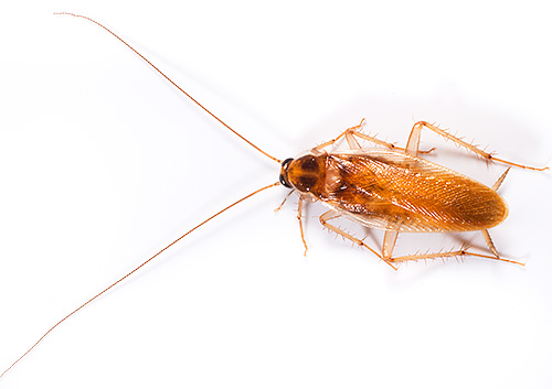 Виды тараканов – от известного рыжего прусака до настоящей квартирной экзотики