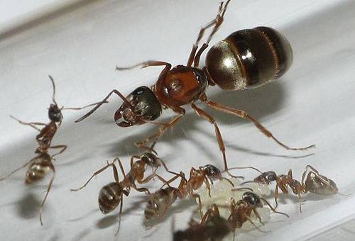 Сколько живет муравей - самки, самцы, рабочие