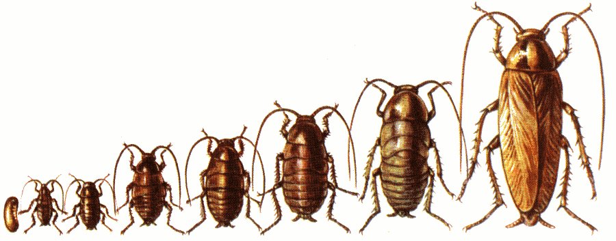 Виды тараканов – от известного рыжего прусака до настоящей квартирной экзотики