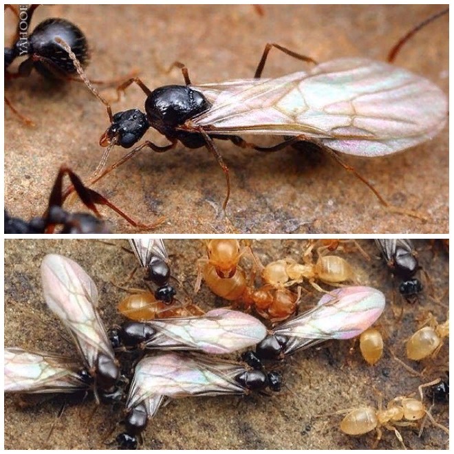 Крылатые муравьи ищут возможность оплодотвориться