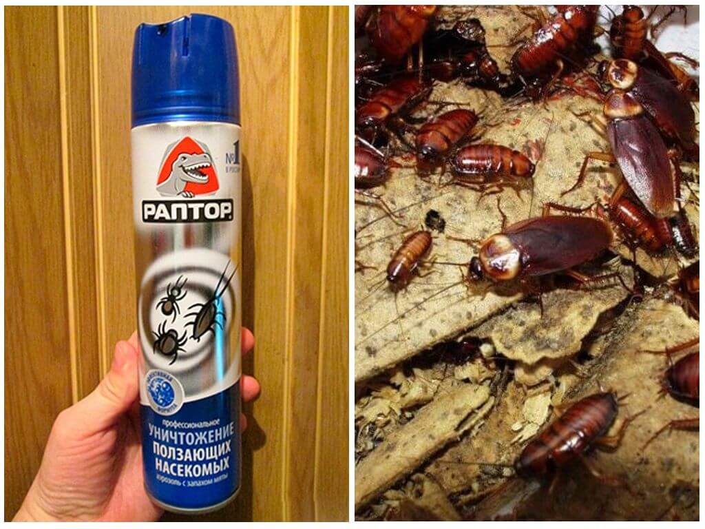 Уничтожение тараканов - ТОП 10 методов