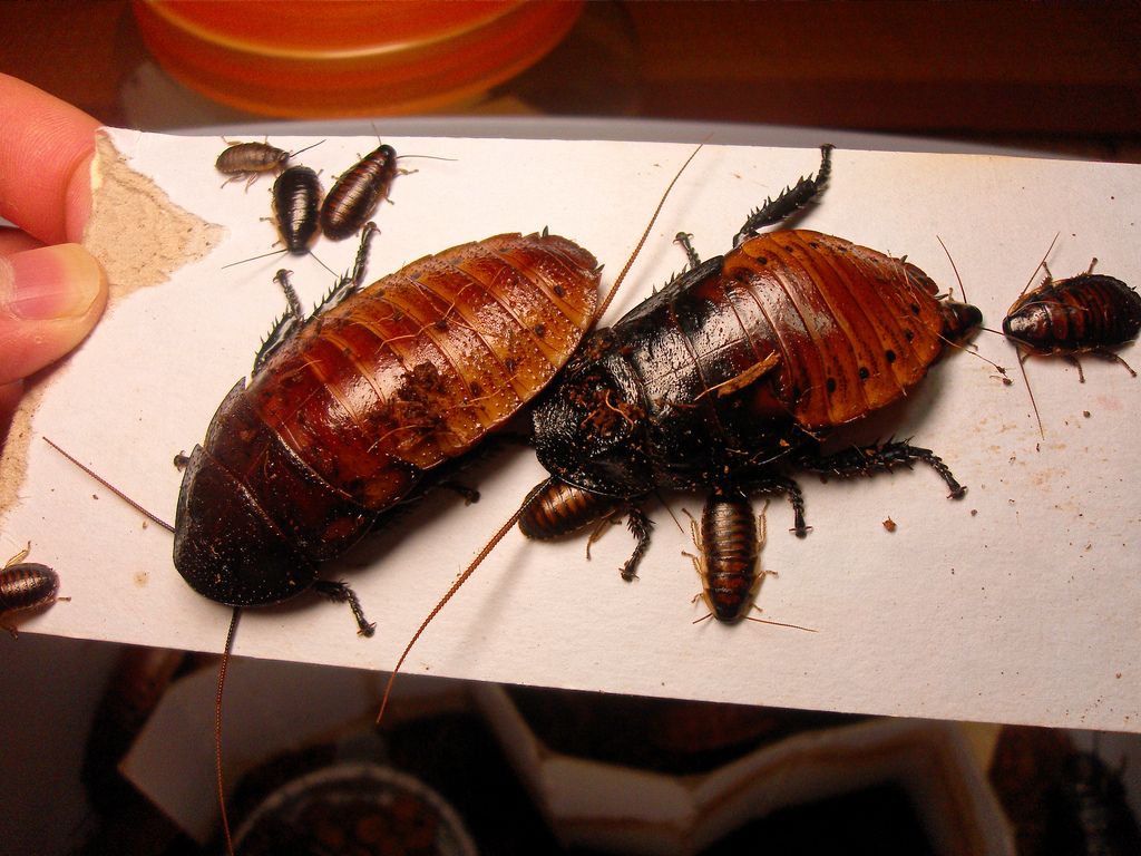 Мадагаскарский шипящий таракан — как его содержать дома