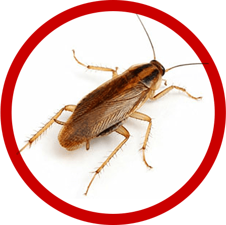 Уничтожение тараканов - ТОП 10 методов