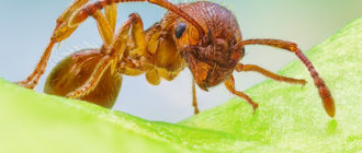 Красные муравьи — опасное соседство