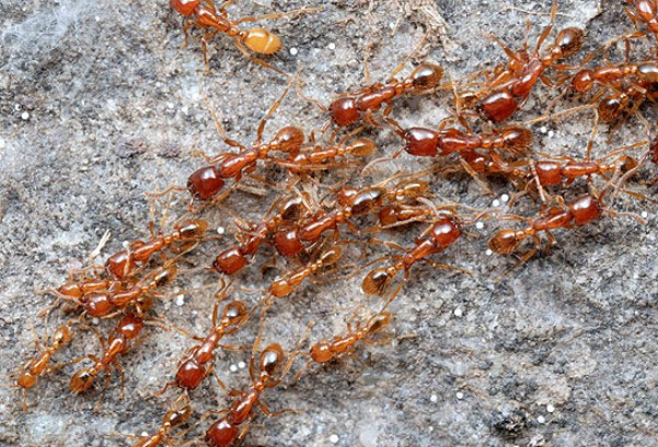 Красные муравьи - опасное соседство