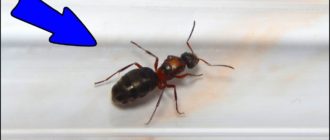 Как выглядит матка домашнего муравья: фото и описание