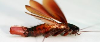 Летают ли тараканы, таракан с крыльями: описание, фото, видео