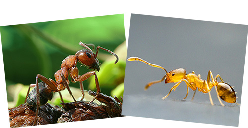 Как выглядит матка домашнего муравья: фото и описание