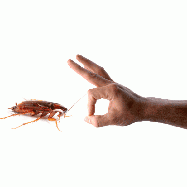 Уничтожение тараканов — ТОП 10 методов