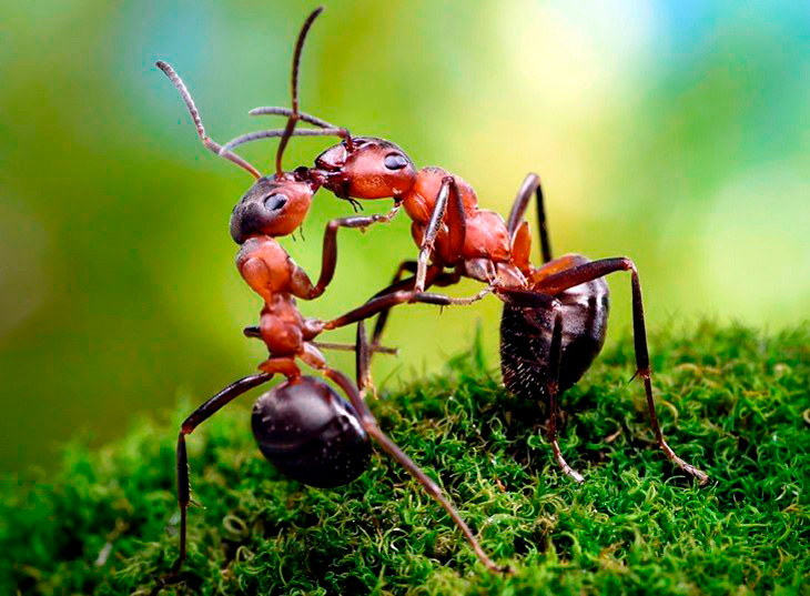 Взаимоотношения муравьев