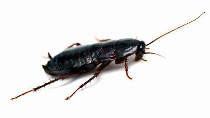 Вот как выглядит черный таракан 
