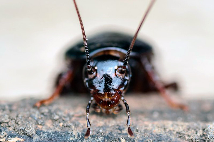 Черный таракан чем опасен и как от него избавиться