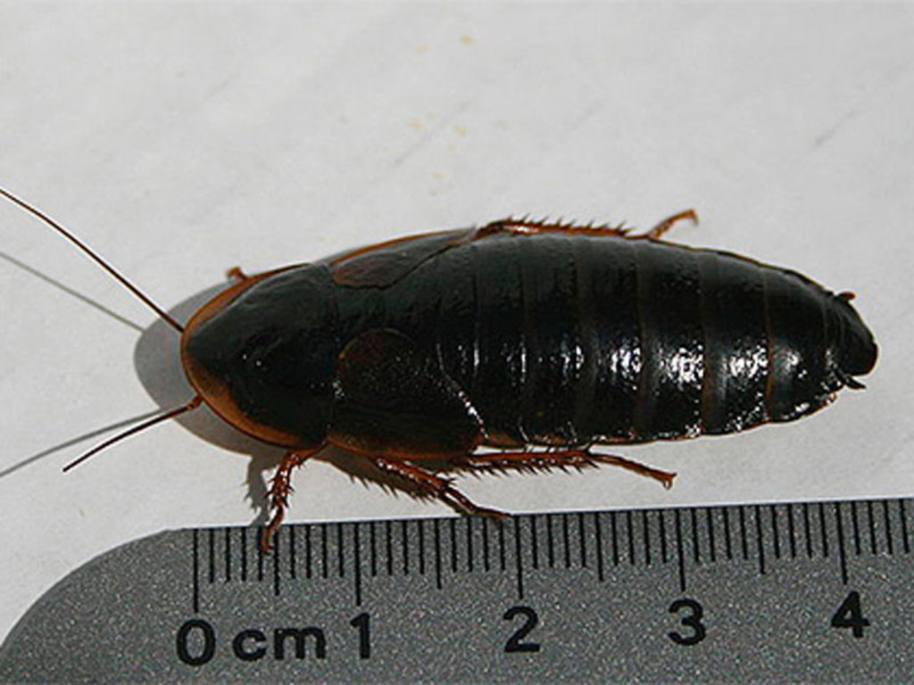 Черный таракан — как его можно распознать и уничтожить