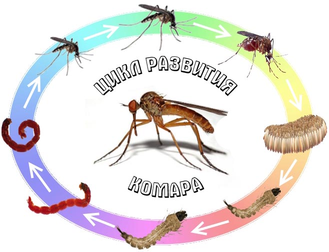 Цикл развития комара от личинки до взрослой особи