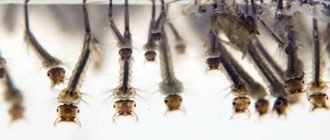 Как размножаются комары — личинка, куколка, взрослая особь