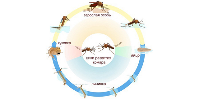 Стадии развития комара