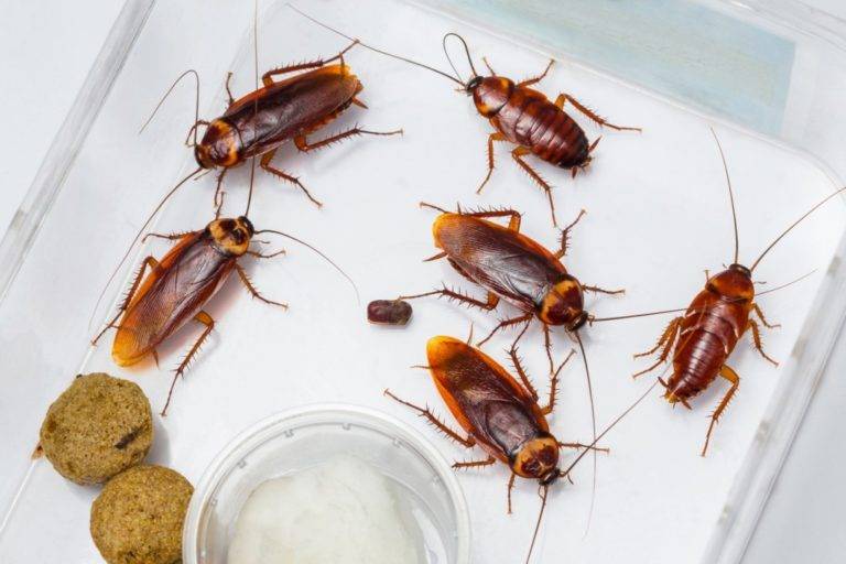 Домашние тараканы — виды, жизнь, способы избавления