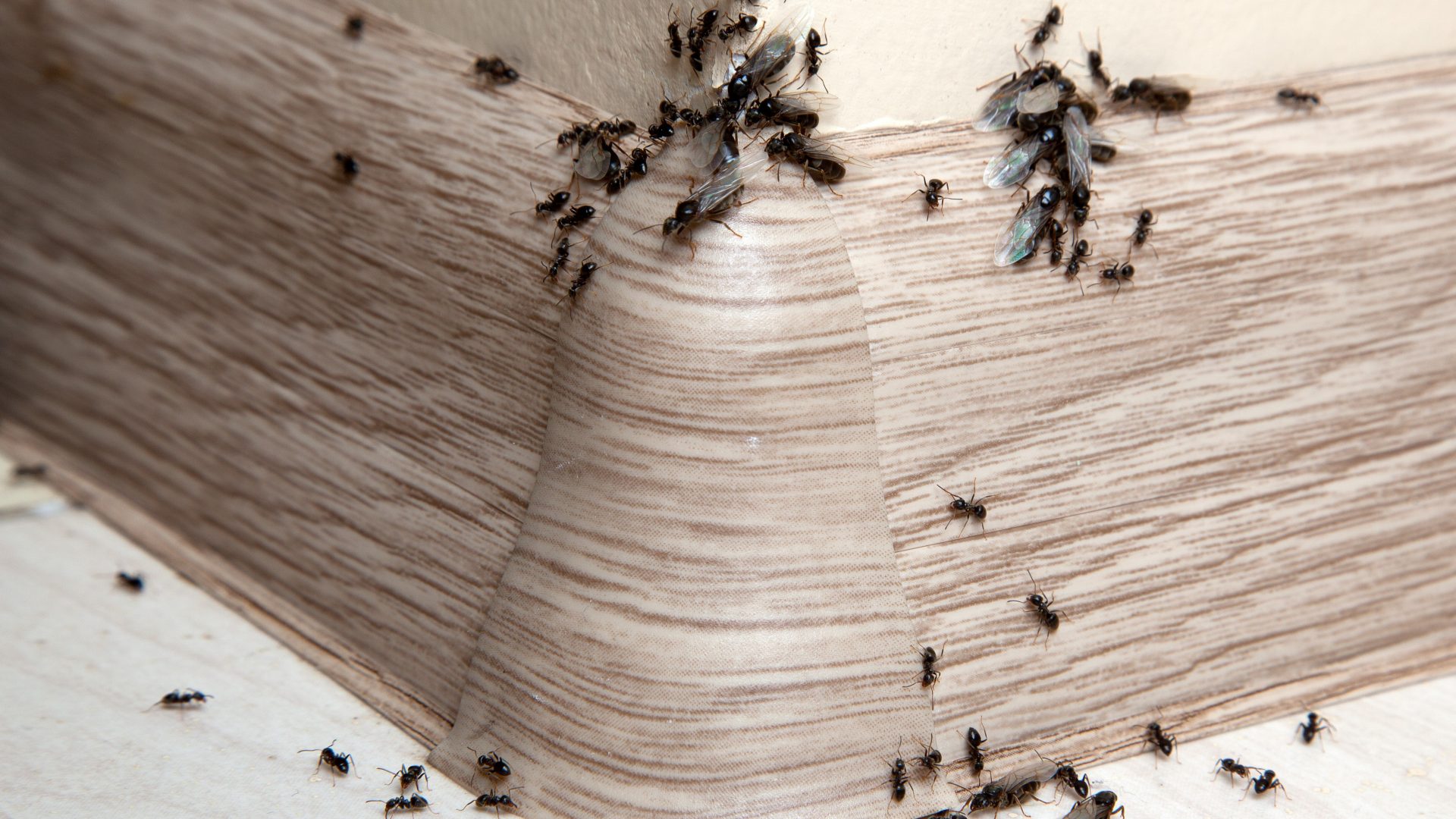 Как прогнать муравьев из дома