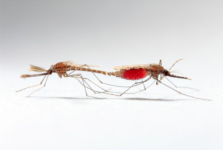 Самки комара пьют кровь для размножения