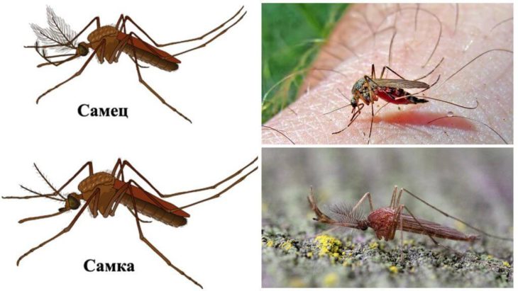 Отличие комара самца от самки