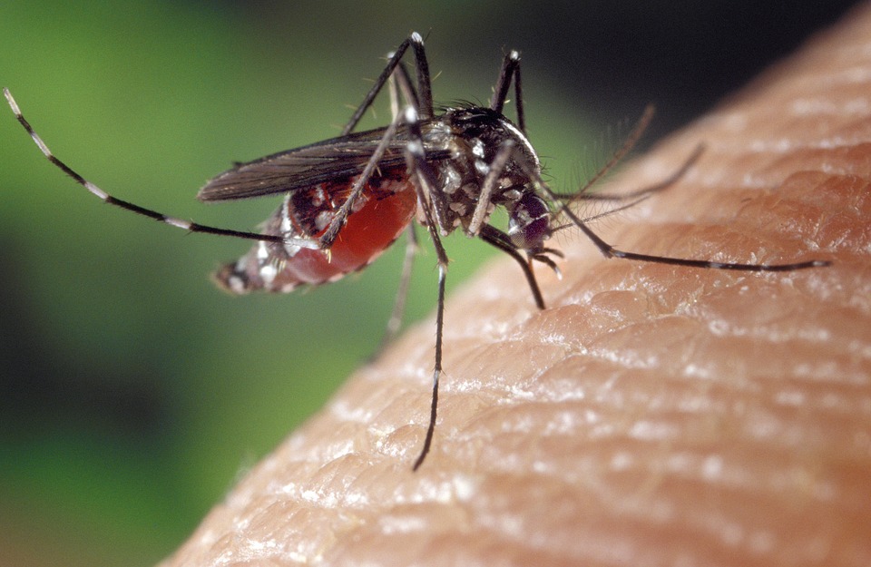 Зачем комары пьют кровь?