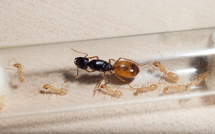 Прозрачный суточный муравей