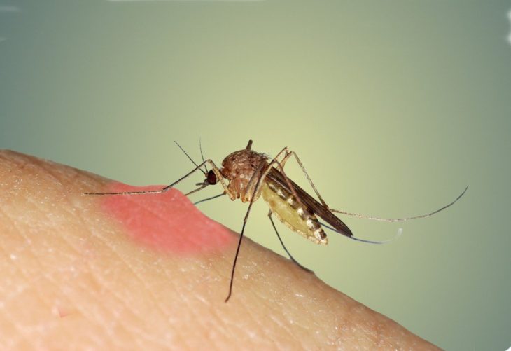 Какую группу человеческой крови комар пьет охотней