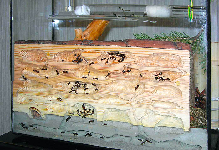 Вертикальная муравьиная ферма сделанная своими руками